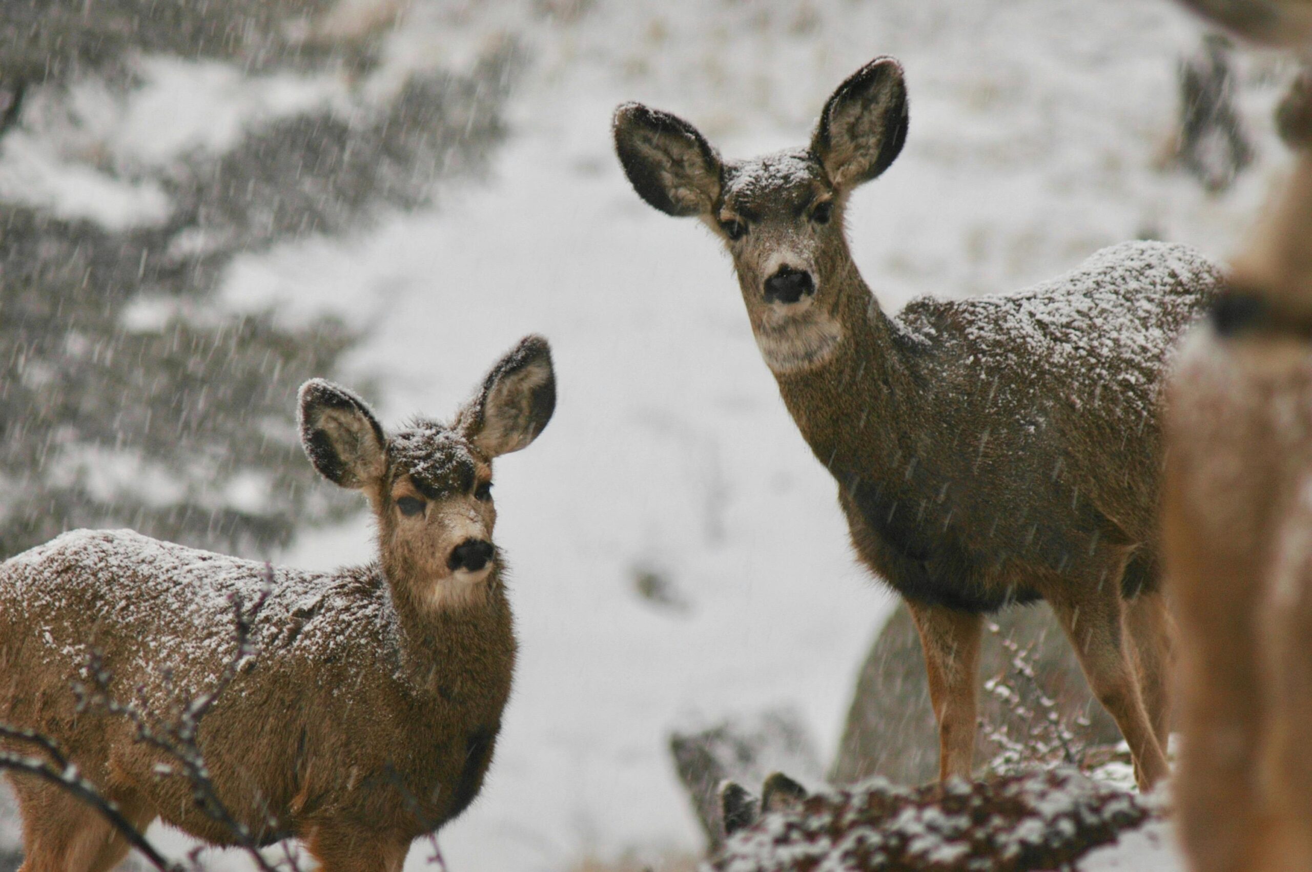 Top 5 Women’s Hunting Boots for Cold Weather in the Midwest