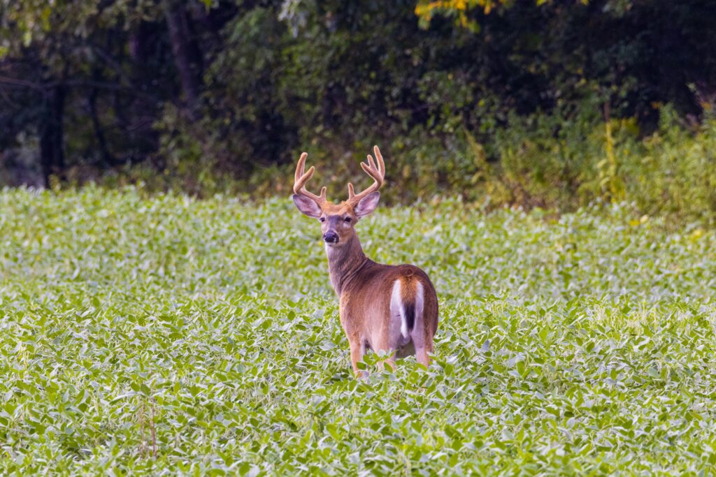 Deer Standing In Field