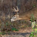 Best Trail Cameras For The Money