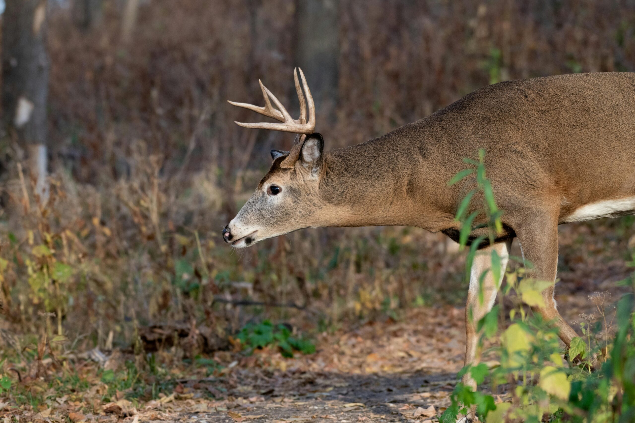 Best Trail Cameras For The Money