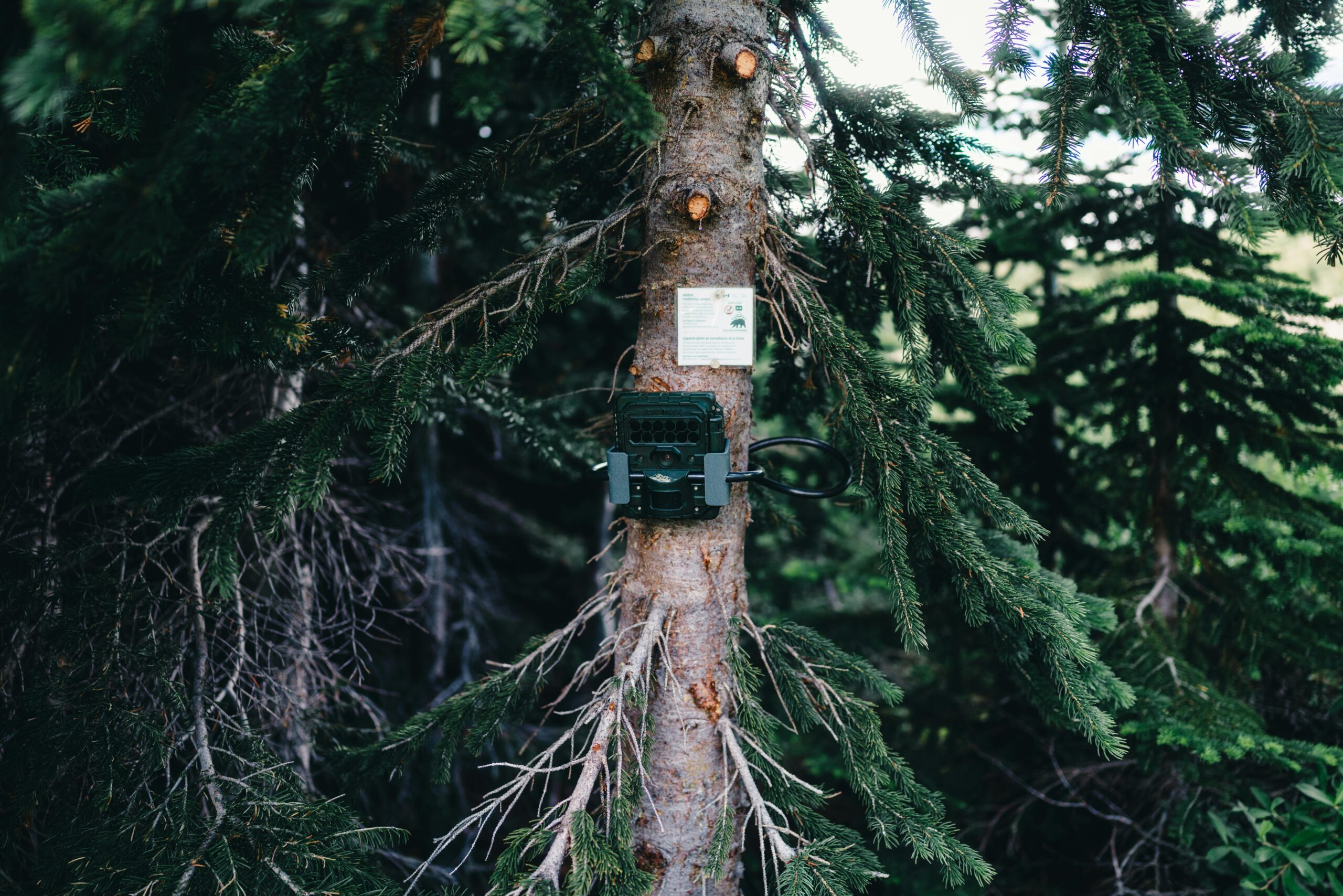 best trail cameras for deer hunting