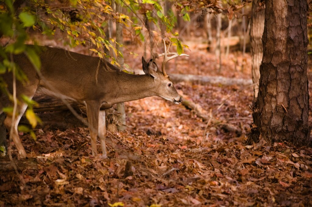 How to Place Trail Cameras