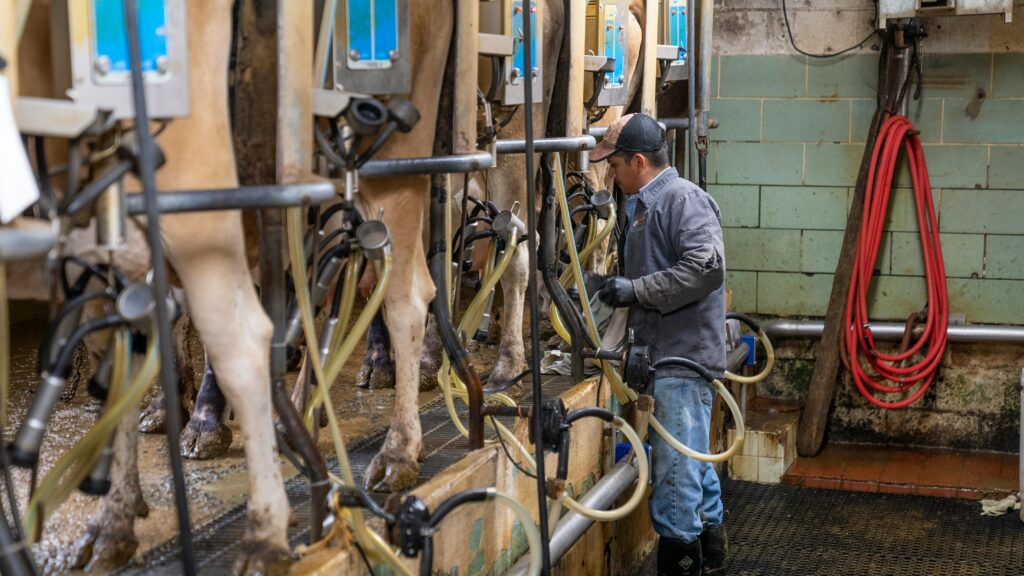 Farmer Milking Cows