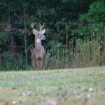 how to field dress a deer