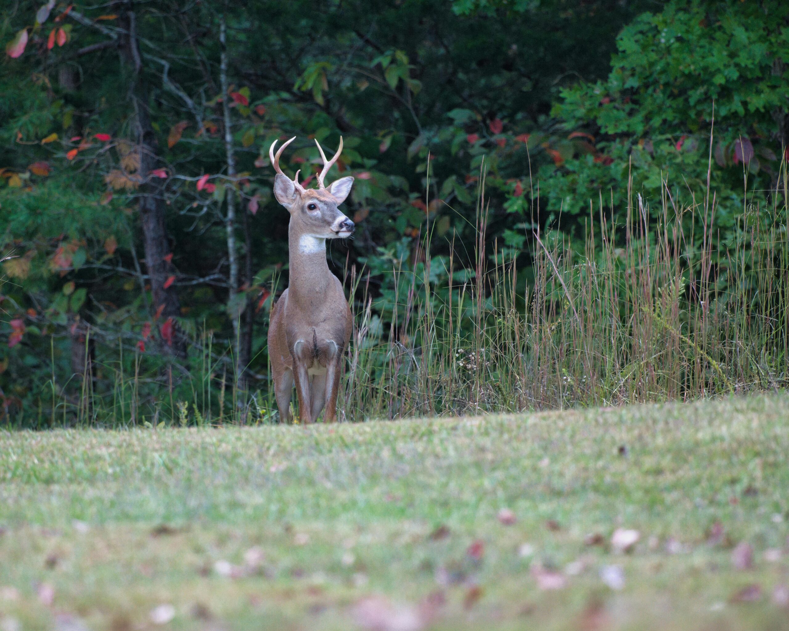 how to field dress a deer